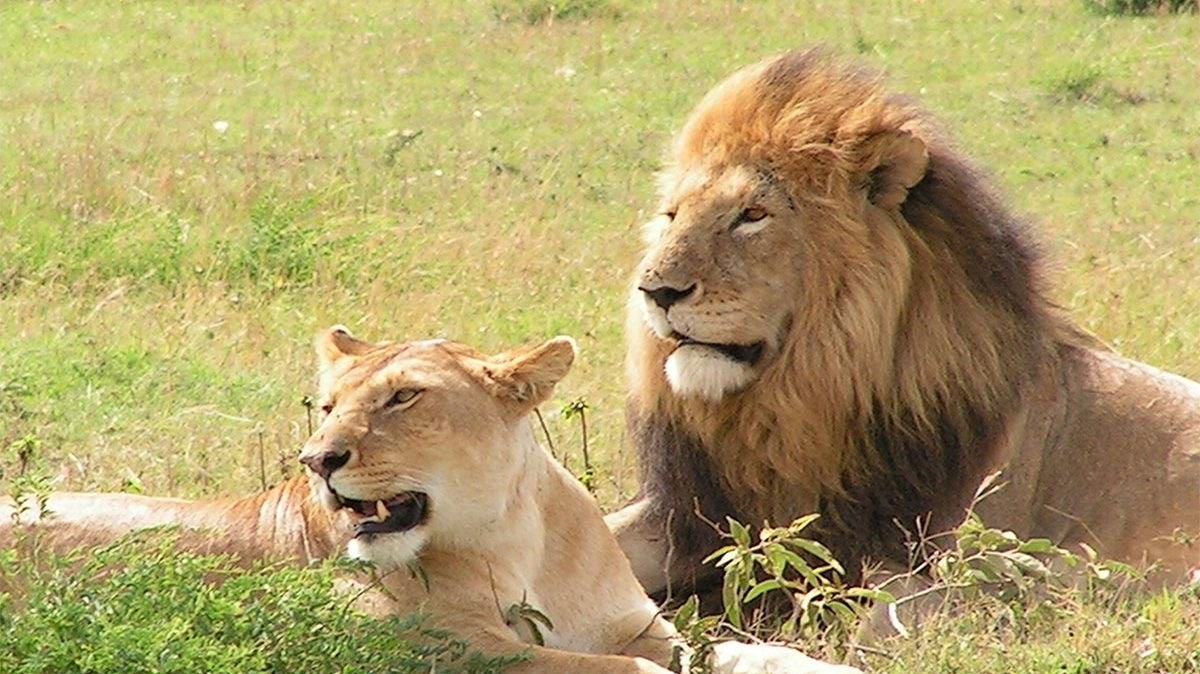 Radio Simba News