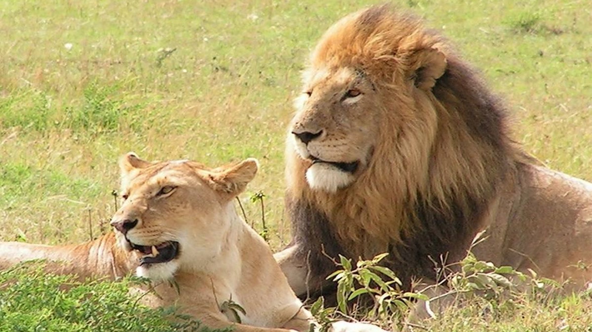 Radio Simba News