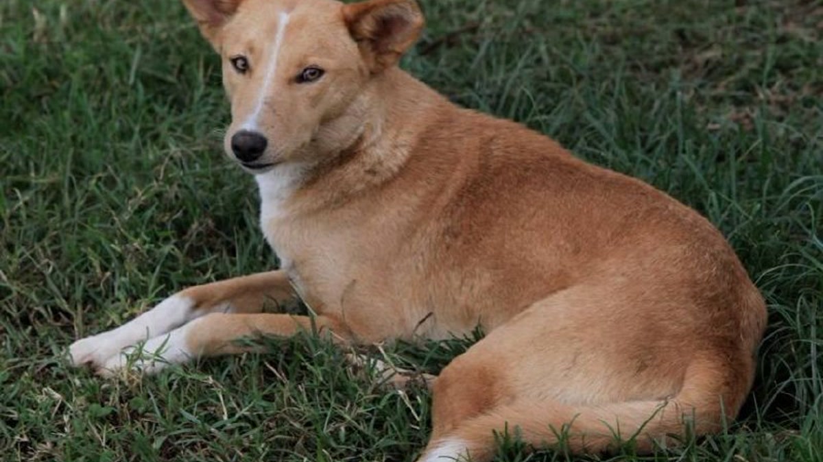 Radio Simba News
